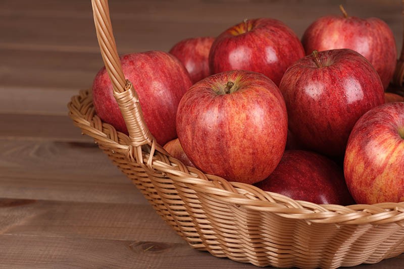 Fruitière Polypropylène Mangue MIEL POLYPROPYLENE | 4 Unité(s)